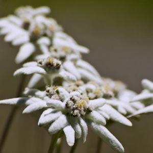 edelweiss